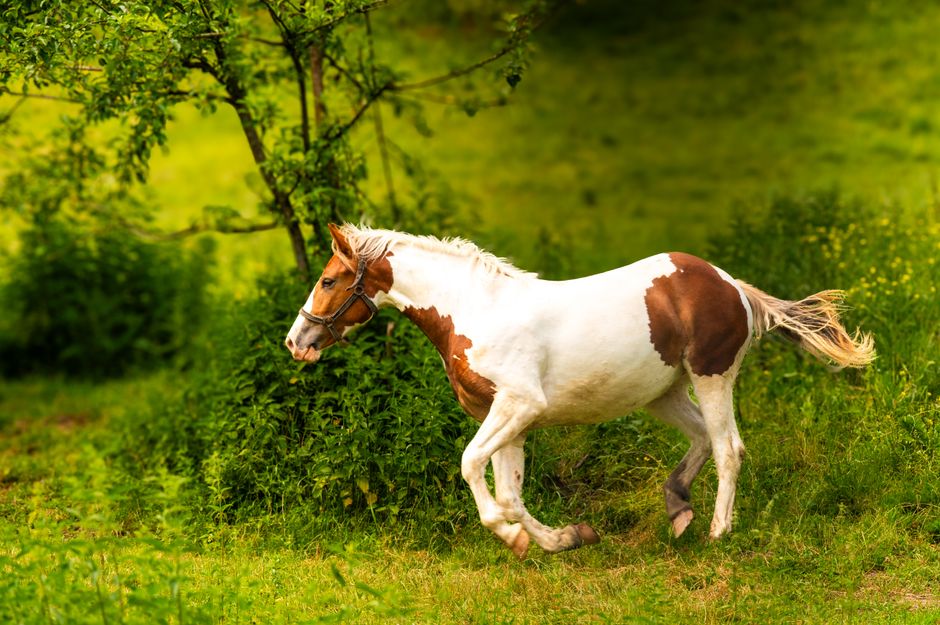 Minimalistische zwart-wit paardenposter met galopperend paard. Minimalistische zwart-wit paardenposter met galopperend paard.