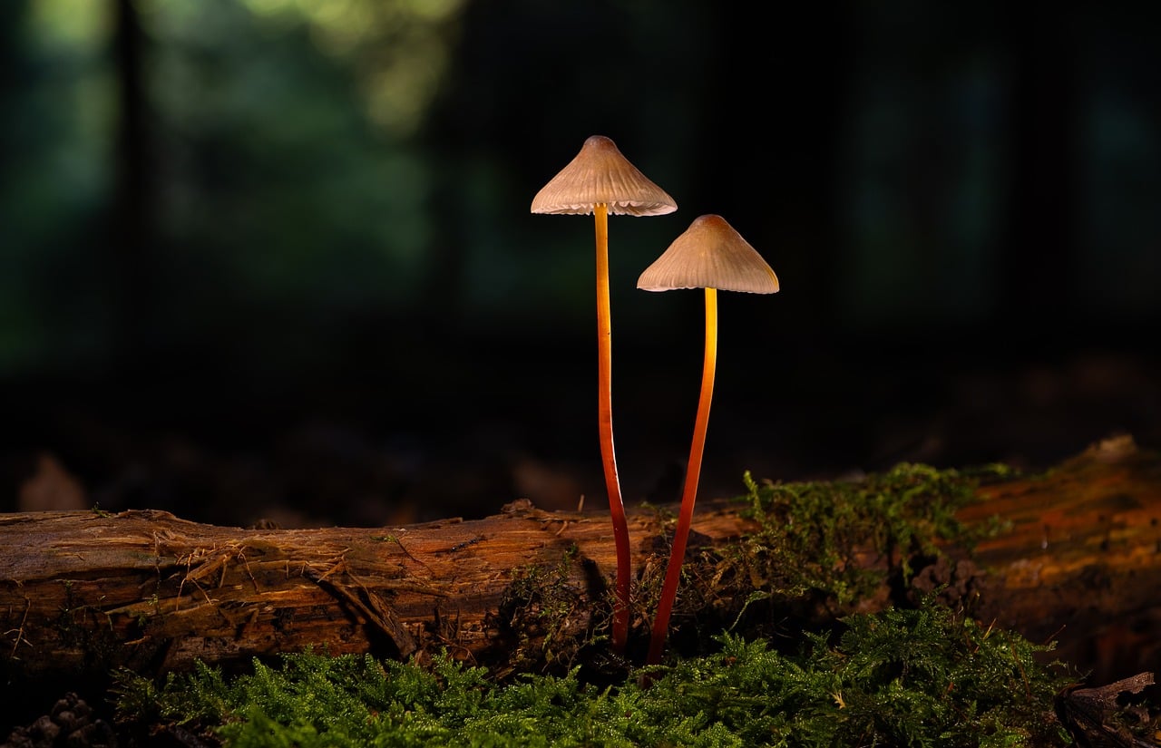 Bio-luminescent planten creëren een sprookjesachtige sfeer.