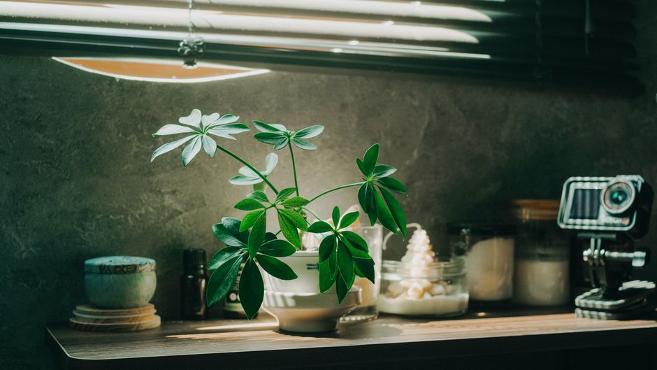 Moderne plant in innovatieve, minimalistische pot.