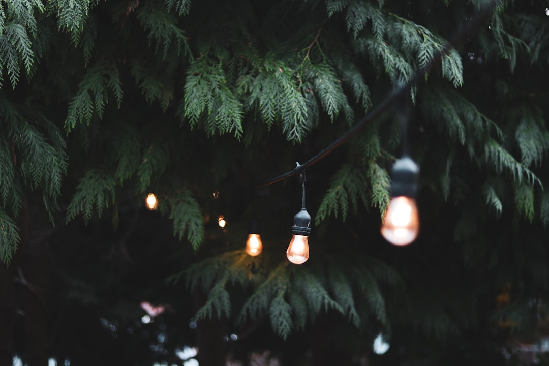 Elegant tuinpad met slimme sfeerverlichting. Elegant tuinpad met slimme sfeerverlichting.